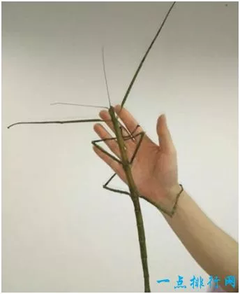 世界上最长的昆虫 竹节虫