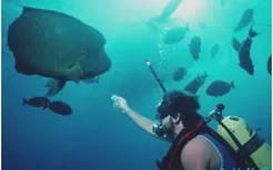 世界上最大的珊瑚鱼，苏眉鱼体长超过两米，喜欢跟人嬉闹(2022年最新排名前十榜单)