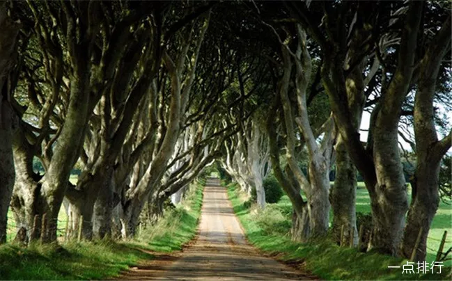 黑暗的树篱 - 北爱尔兰‍