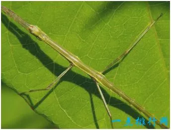 世界上最长的昆虫 竹节虫