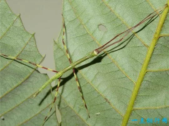 世界最大昆虫 中国巨型竹节虫首产卵成功孵化