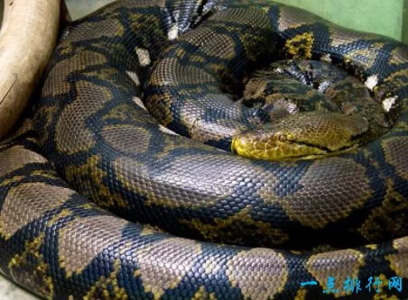 世界上最长的蛇 网纹蟒 12米