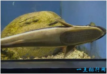 世界上最懒的鱼 吸盘鱼
