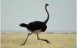 世界上最大的鸟，鸵鸟体长可至3米，不会飞但奔跑能力惊人(2022年最新排名前十榜单)