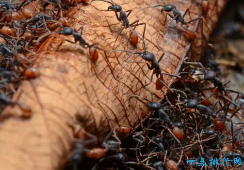 黑刺大腭蚁