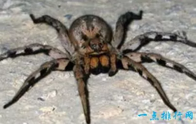 巴西漫游蜘蛛
