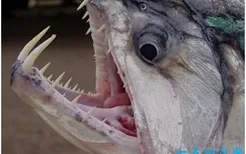 世界上最恐怖的鱼 长着吸血鬼一般的尖牙(2022年最新排名前十榜单)